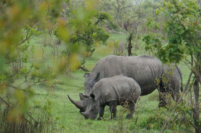 Rhinoceroses in forest