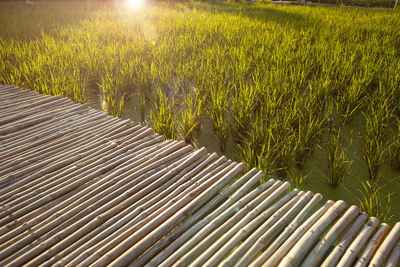 Plants growing on field