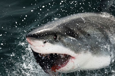 Close-up of fish swimming in sea