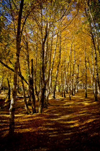 Trees in forest during autumn