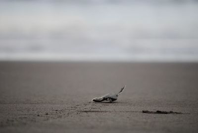 View of crab on beach