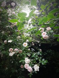 Close-up of white flowers blooming outdoors