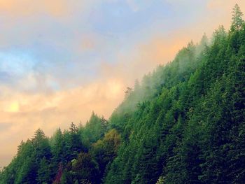 Scenic view of forest against sky at sunset