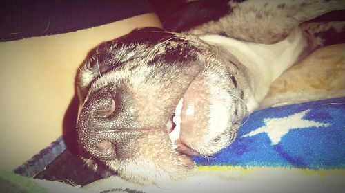 Close-up of dog sleeping on bed