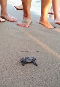 High angle view of young tortoise on beach