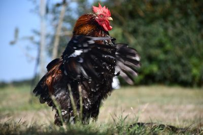 Close-up of a cockerel on field