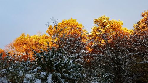 Low angle view of trees against sky