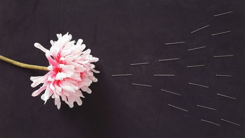 Close-up of flower against blurred background