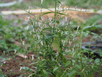 Close-up of plant