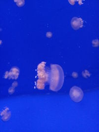 Close-up of jellyfish in water
