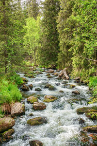 Stream flowing through rocks in forest