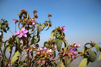 Low angle view of pink flowering plants against sky