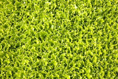 Full frame shot of fresh green plants
