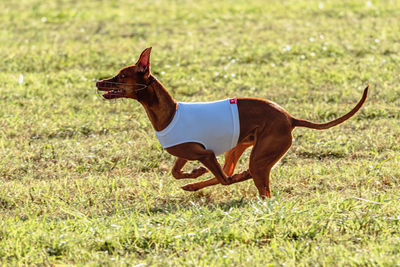 Pharaoh hound dog running in white jacket on coursing green field