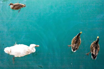 High angle view of ducks swimming in lake