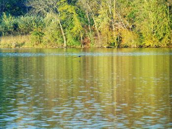 Scenic view of lake in forest during autumn