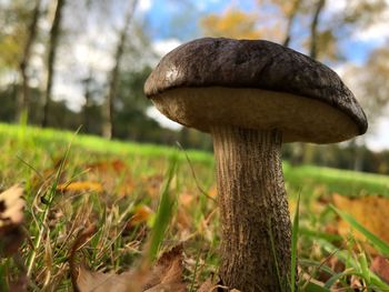 Close-up of mushroom on tree