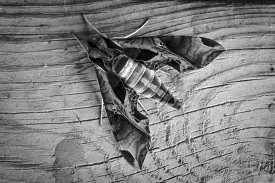 Close-up of lizard on wood