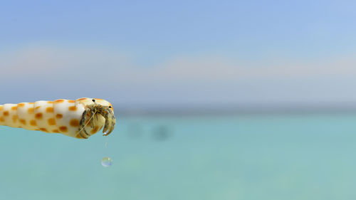 Close-up of hermit crab in sea against sky
