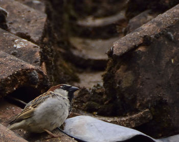 Close-up of bird