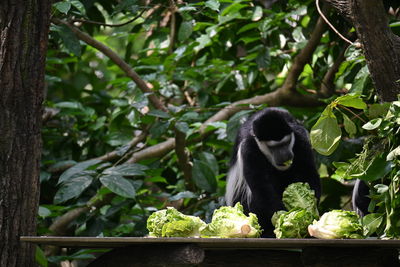 Black and white colobus monkey