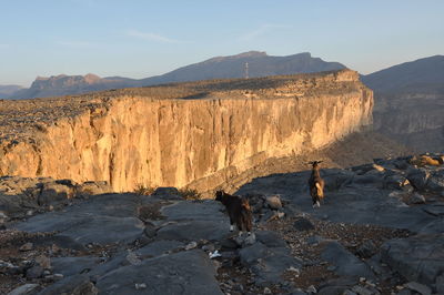 View of a sheep on a mountain