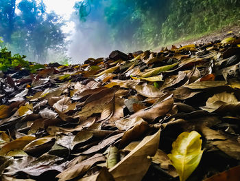 Close-up of dry leaves on land against sky