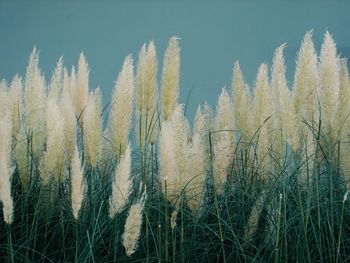 Close-up of wheat growing on field against sky