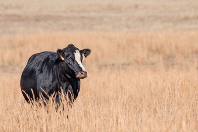 Black cow with white stripe standing alone in tall, brown dormant grass.