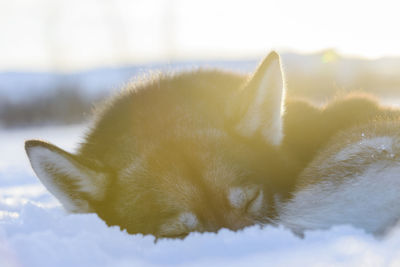 Dog sleeping in snow
