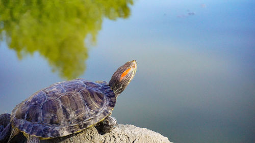 Close-up of turtle in water against sky