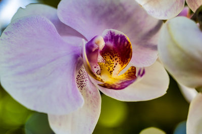 Close-up of purple flower