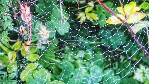 Close-up of spider web on leaf