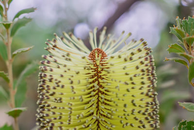 Closeup of carnivorous plants, flycatcher in tropical forest