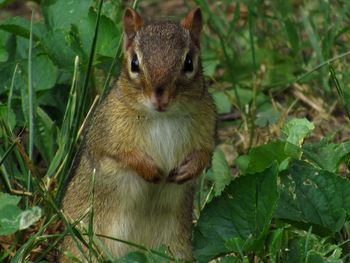 Close-up of squirrel eating plant