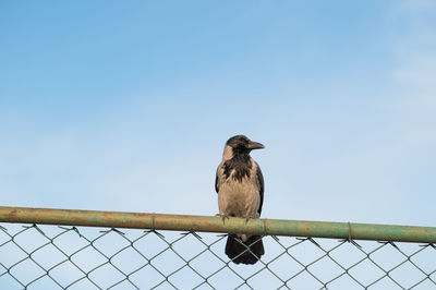 Bird perching on wall