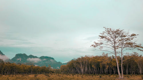 Trees on field against sky