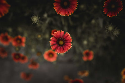 High angle view of red flowering plants