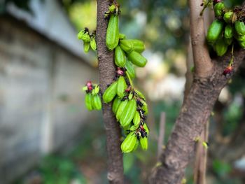 Green bilimbi cucumber tree 