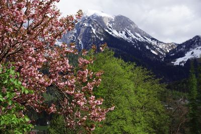 View of cherry blossom tree in mountains