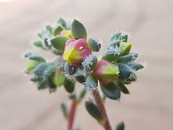 Close-up of plant