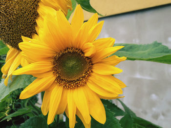 Close-up of sunflower