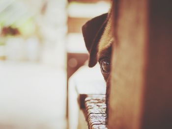 Close-up portrait of dog