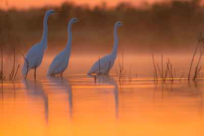 View of birds in lake during sunset