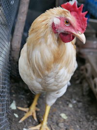 Close-up of rooster