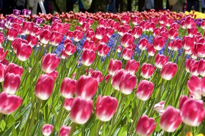 Close-up of pink flowers on field