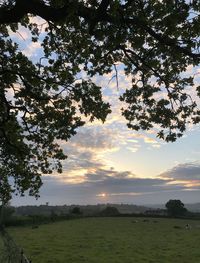 Scenic view of field against sky during sunset