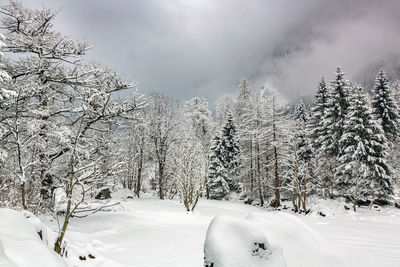 Snow covered land and trees against sky