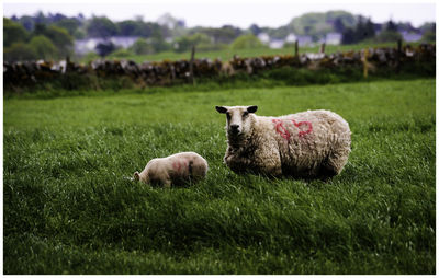 Sheep in a field