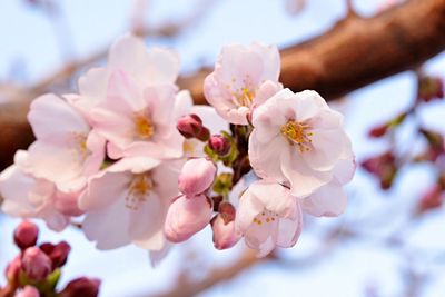 flowering plant